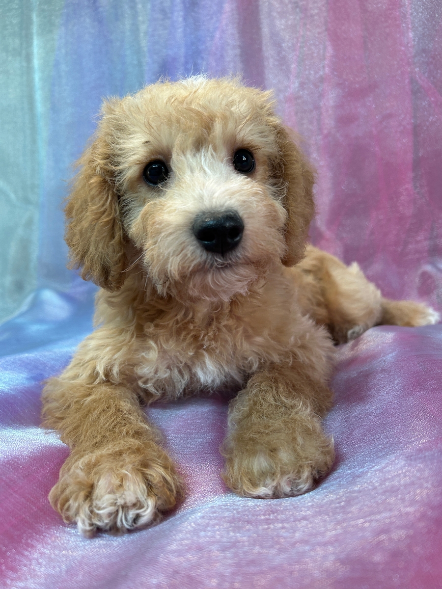 Male Mini Schnoodle Puppy for Sale 1-26-2025 $950